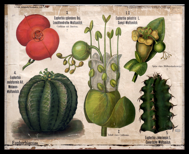 Tafel 31 Euphorbiaceae